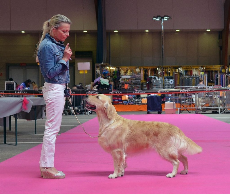 Browndust Honeymoon's dream in june - CACS+ RCACIB