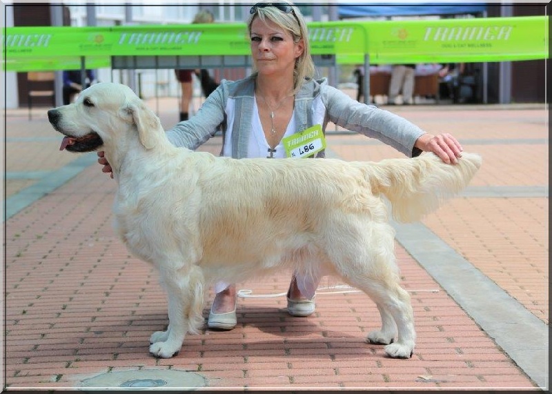 CH. Evening sun de la tribu dorée - CACS - RCACIB