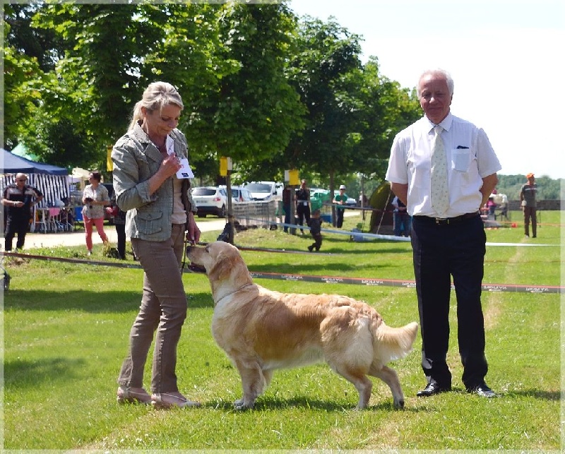 Browndust Honeymoon's dream in june - CACS + BOS