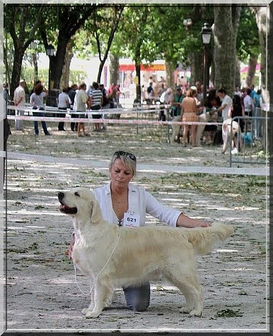 CH. Evening sun de la tribu dorée - CACS + BOB + BOG 2