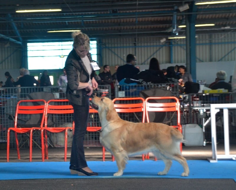 Browndust Honeymoon's dream in june - Meilleure du 7&8ème Groupe