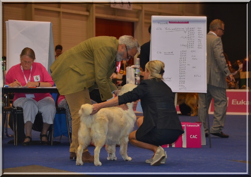 CH. Evening sun de la tribu dorée - Exc