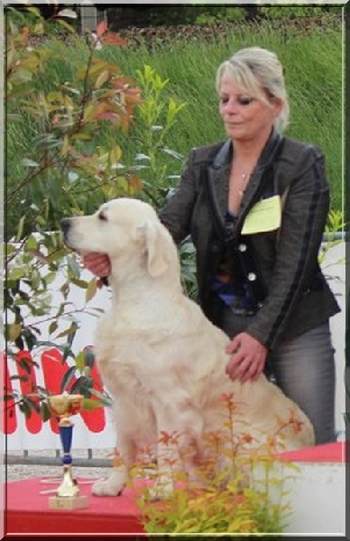 CH. Evening sun de la tribu dorée - CACS - CACIB - BOB + BOG 2