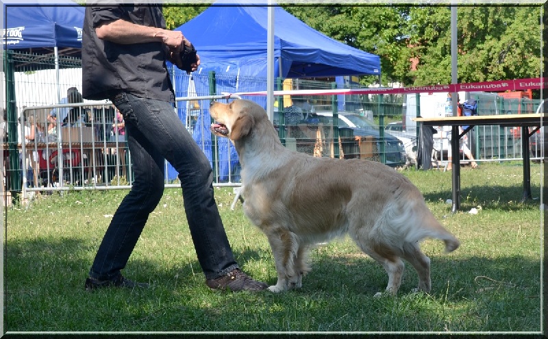 Browndust Honeymoon's dream in june - 2ème EX Jeune