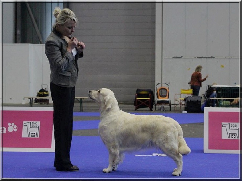 CH. Evening sun de la tribu dorée - CACS + CACIB