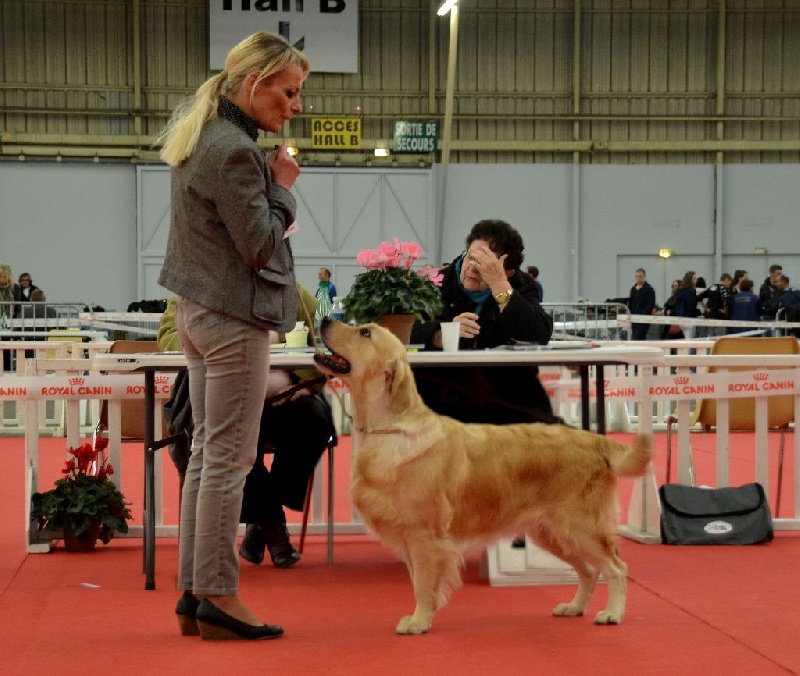 Browndust Honeymoon's dream in june - CACS +RCACIB