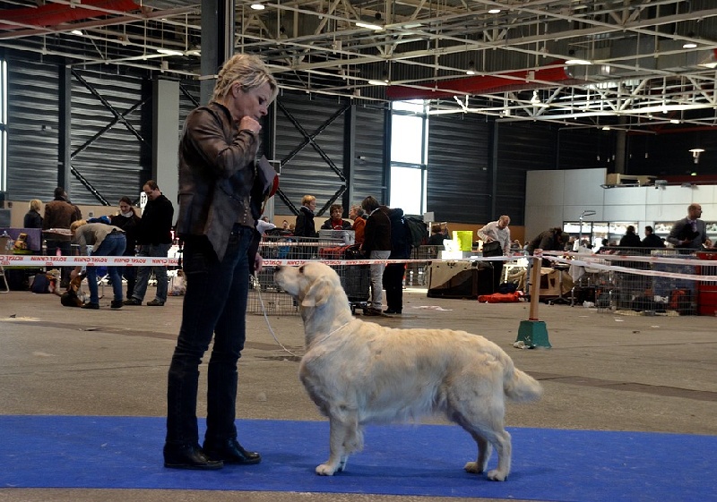 CH. Evening sun de la tribu dorée - RCACS