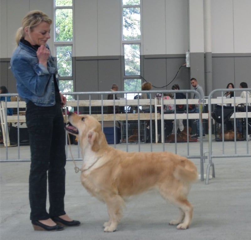 Browndust Honeymoon's dream in june - CACS + CACIB + BOB + BOG3