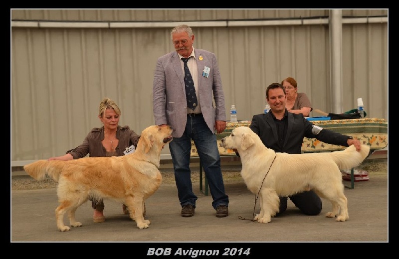 Browndust Honeymoon's dream in june - CACS + CACIB + BOB + BOG2