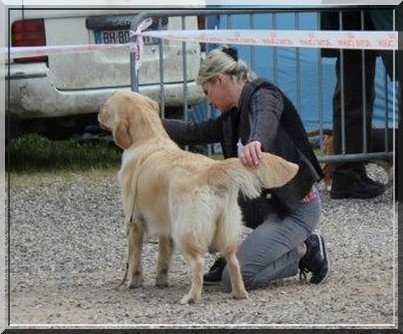 Browndust Honeymoon's dream in june - 1er EX + BOBJ