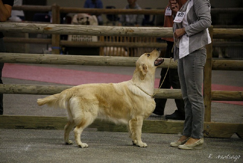 Browndust Honeymoon's dream in june - Exc