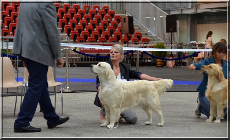 CH. Evening sun de la tribu dorée - CACS + CACIB