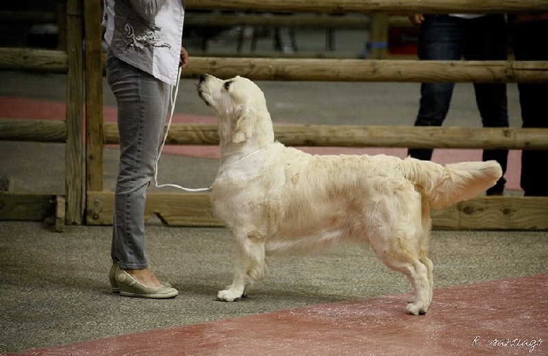 CH. Evening sun de la tribu dorée - RCACS - RCACIB