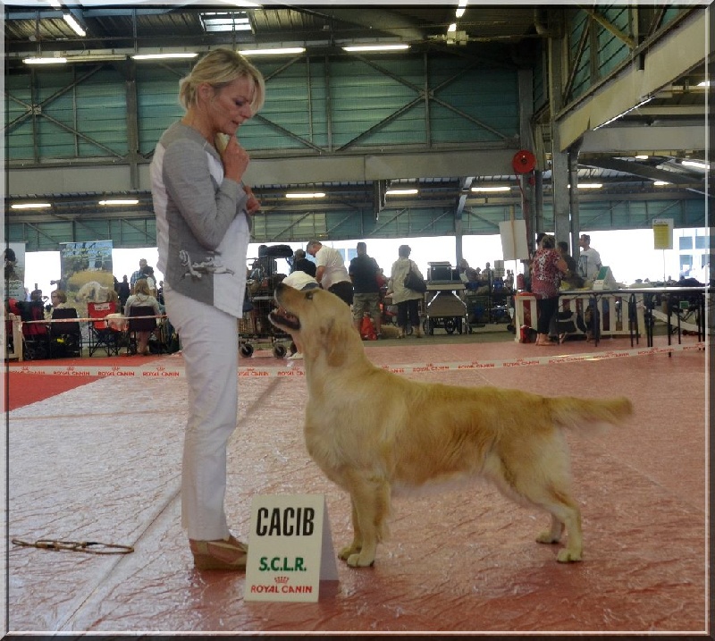 Browndust Honeymoon's dream in june - CACS + CACIB