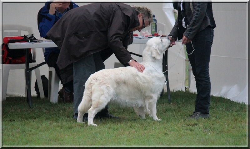 CH. Evening sun de la tribu dorée - 3ème Exc