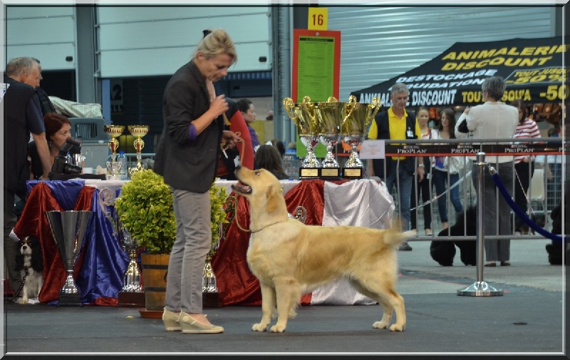 Browndust Honeymoon's dream in june - 1er Exc + meilleure Jeune