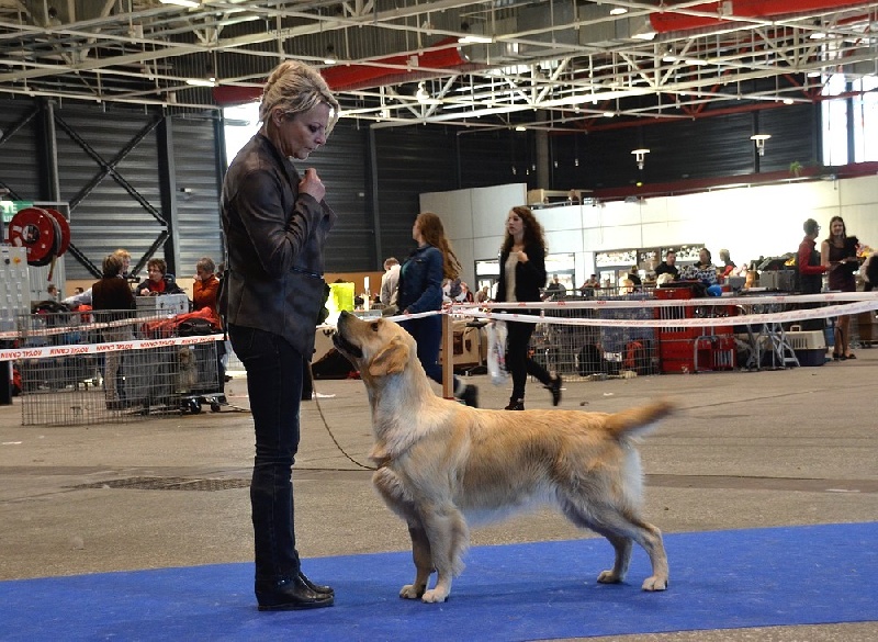 Browndust Honeymoon's dream in june - 1er Exc