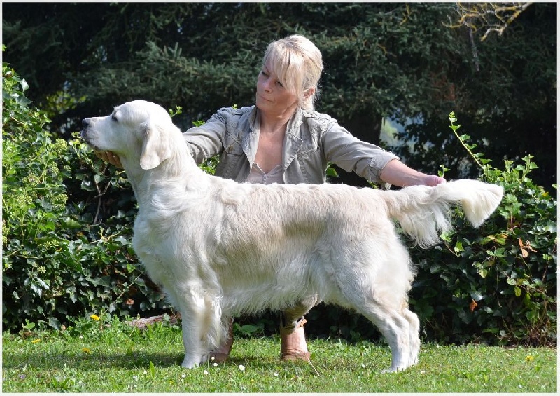 CH. Evening sun de la tribu dorée - BOB Champion