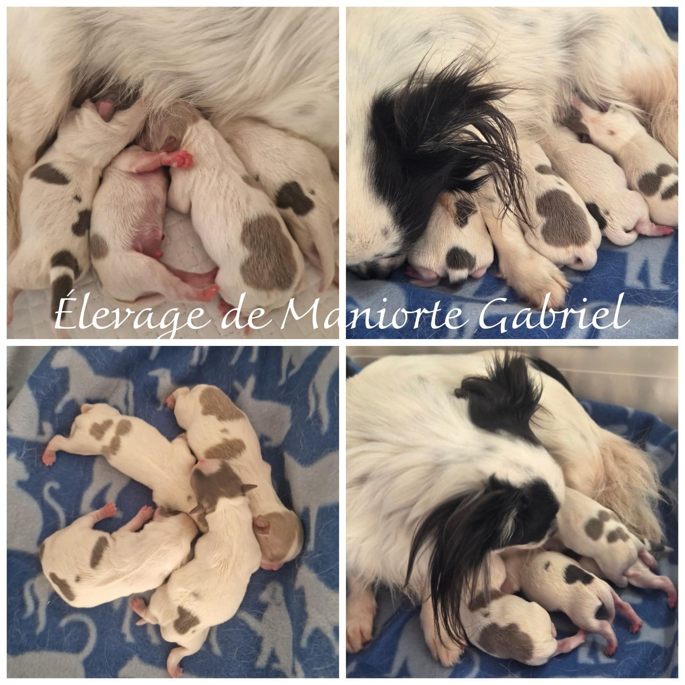 Mâle blanc et bleu - Chihuahua