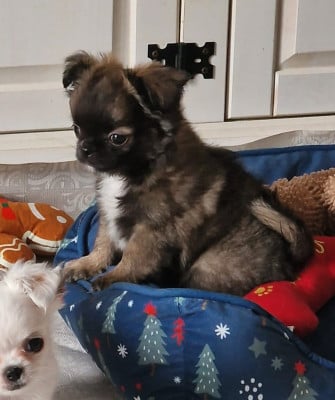 Les chiots de Chihuahua