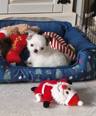 Les chiots de Chihuahua