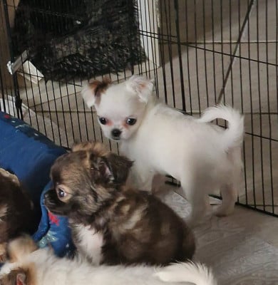 Les chiots de Chihuahua