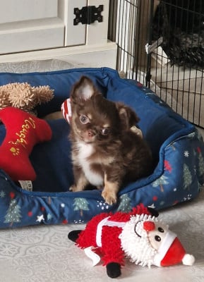 Les chiots de Chihuahua