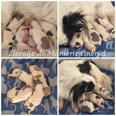 Les chiots de Chihuahua