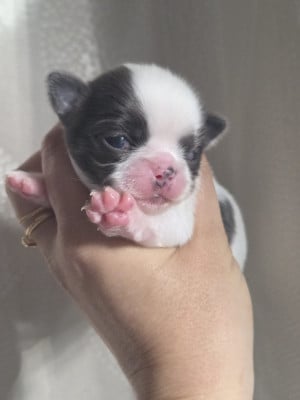 Les chiots de Chihuahua