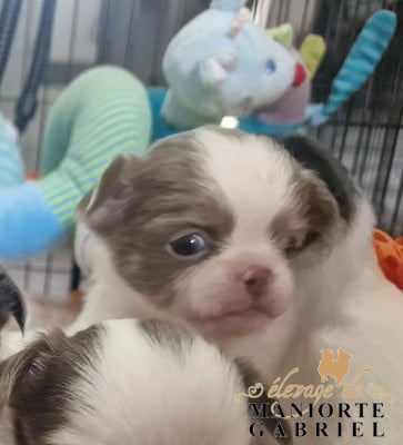 Les chiots de Chihuahua