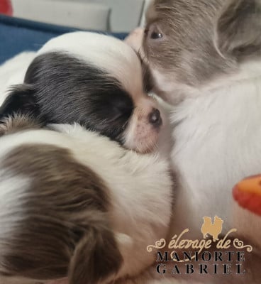 Les chiots de Chihuahua