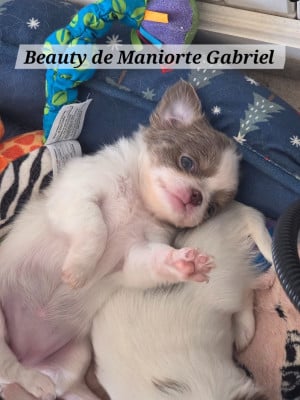 Les chiots de Chihuahua