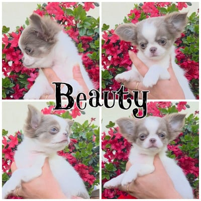Les chiots de Chihuahua