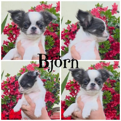 Les chiots de Chihuahua