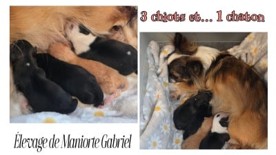 Les chiots de Chihuahua