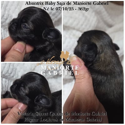 Les chiots de Chihuahua