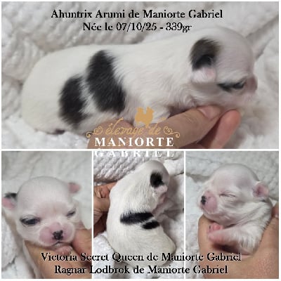 Les chiots de Chihuahua