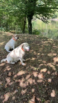 Of My Melody Of Dreams