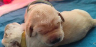 Collier Bleu ciel - Labrador Retriever