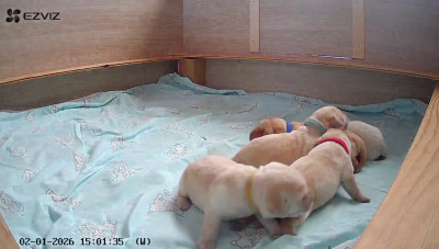 Les chiots de Labrador Retriever