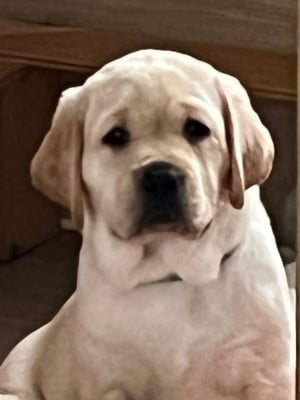 Les chiots de Labrador Retriever