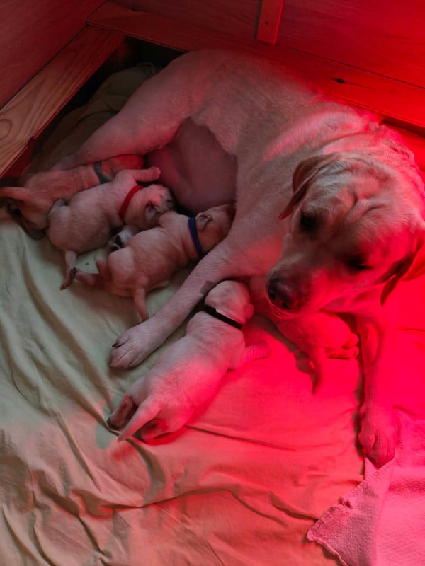 Labrador Retriever - Of My Melody Of Dreams