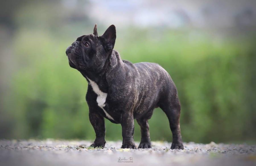 Publication : de la Vallée de Takamaka Auteur : David Morau