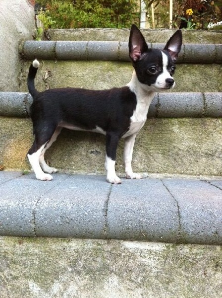 Publication : De La Mélodie De L'arc Des Anges Auteur : Joséphine Moïse