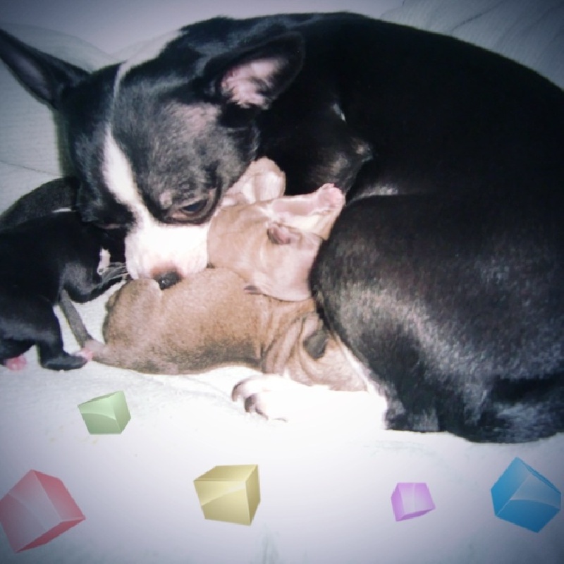 Publication : De La Mélodie De L'arc Des Anges Auteur : Joséphine Moïse