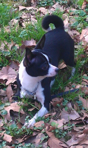 Publication : De La Mélodie De L'arc Des Anges Auteur : Joséphine Moïse