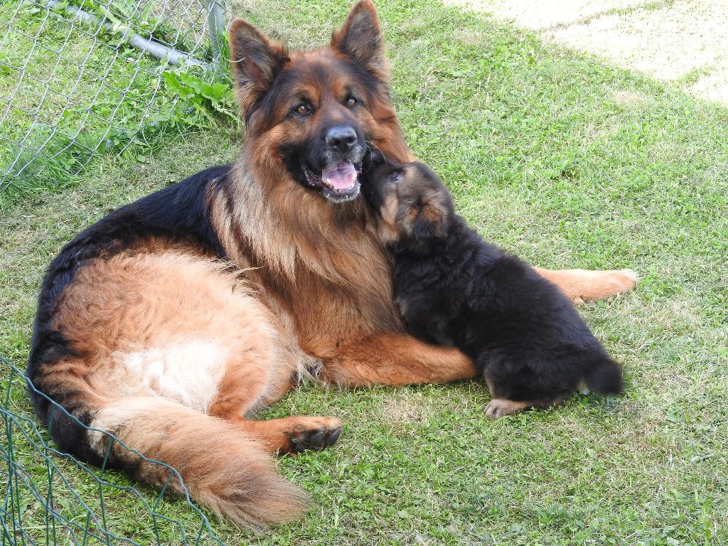 Accueil Elevage De La Source Des Oréades eleveur de chiens Berger