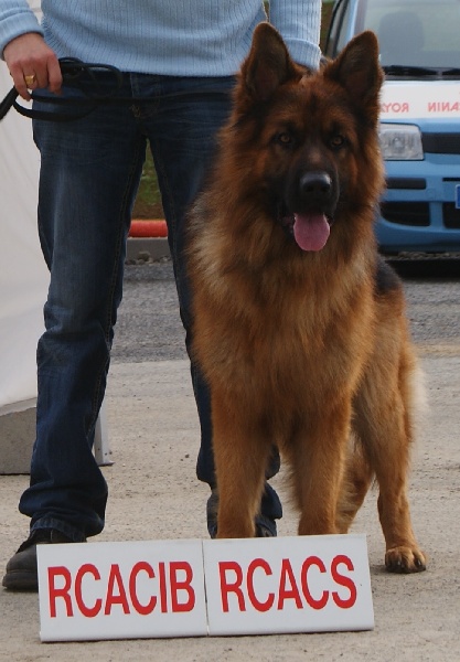 Harco Des Sources De La Liane - 2ème excellent et R.C.A.C.I.B + R.C.A.C.S (en classe intermédiaire)