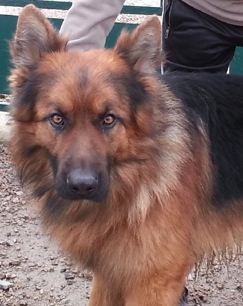 Harco Des Sources De La Liane - bon en classe intermédiaire mâles