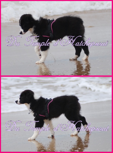 Lower egypt wadjet uraeus Du Temple D'hatchepsout